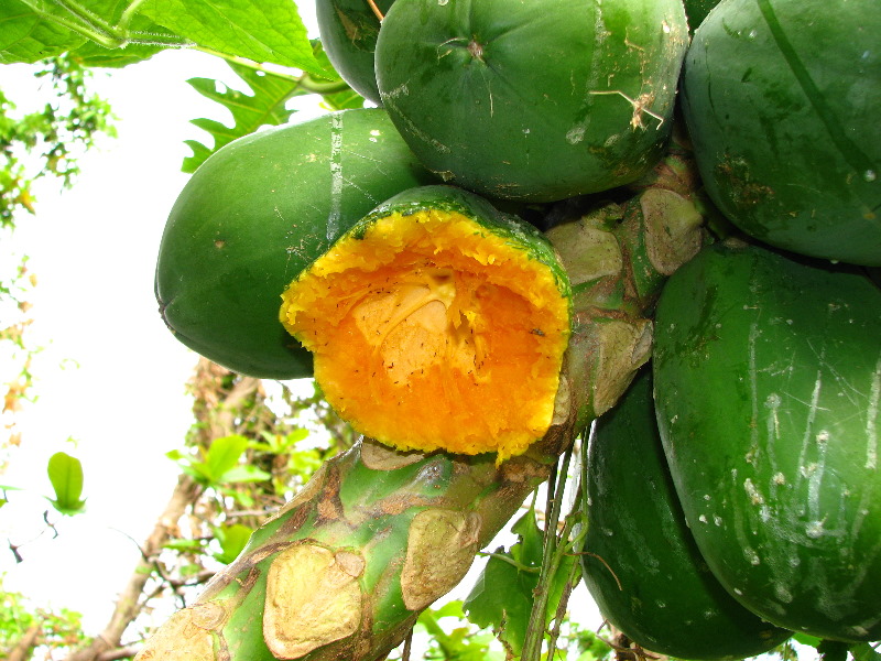 Amunuca-Resort-Tokoriki-Island-Mamanuca-Group-Fiji-121