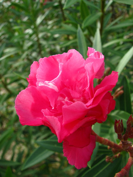 Amunuca-Resort-Tokoriki-Island-Mamanuca-Group-Fiji-125