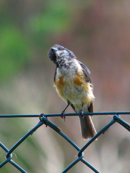 Amunuca-Resort-Tokoriki-Island-Mamanuca-Group-Fiji-127