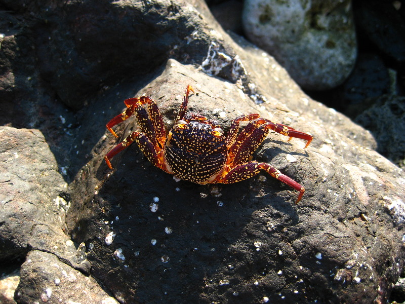 Amunuca-Resort-Tokoriki-Island-Mamanuca-Group-Fiji-148