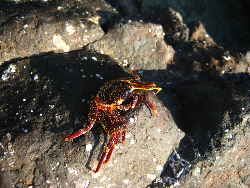 Amunuca-Resort-Tokoriki-Island-Mamanuca-Group-Fiji-149