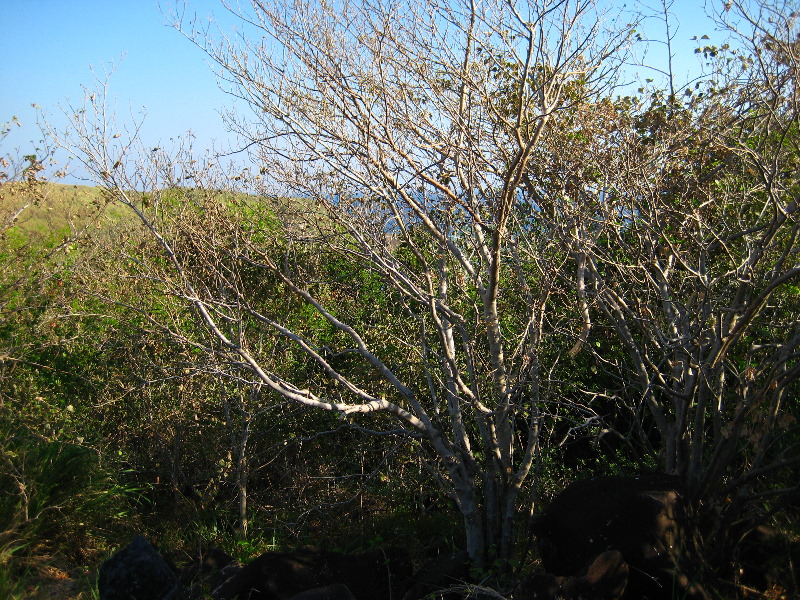 Amunuca-Resort-Tokoriki-Island-Mamanuca-Group-Fiji-155