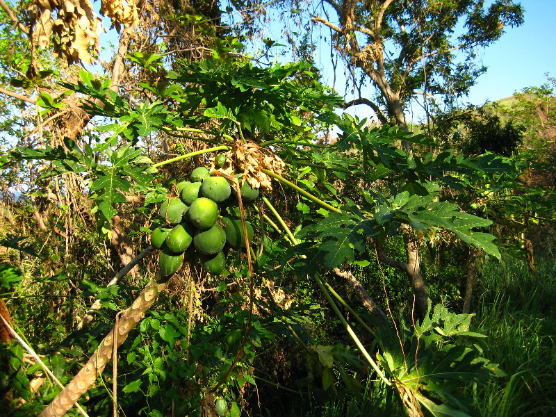 Amunuca-Resort-Tokoriki-Island-Mamanuca-Group-Fiji-161