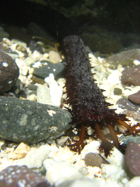 Amunuca-Resort-Tokoriki-Island-Mamanuca-Group-Fiji-182