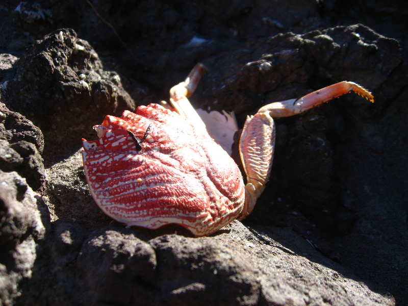 Amunuca-Resort-Tokoriki-Island-Mamanuca-Group-Fiji-214