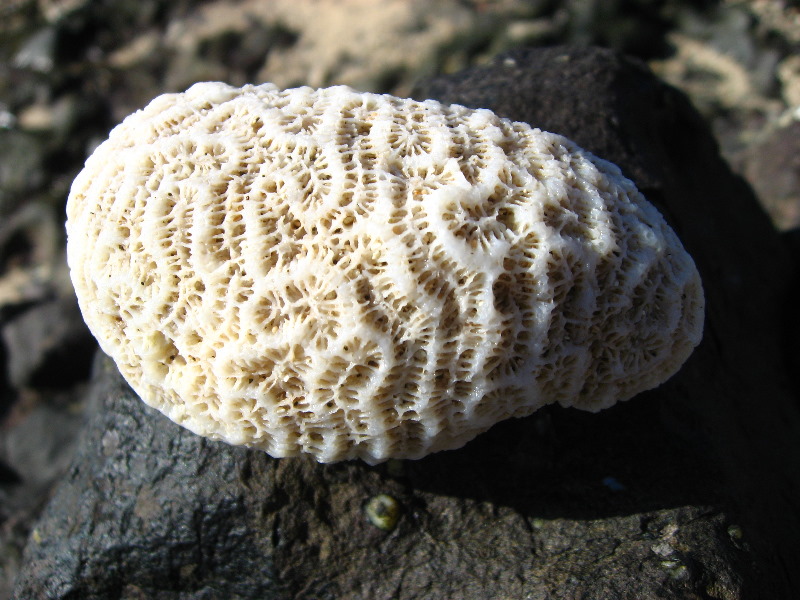 Amunuca-Resort-Tokoriki-Island-Mamanuca-Group-Fiji-222