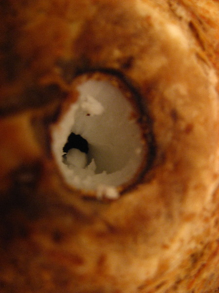 Amunuca-Resort-Tokoriki-Island-Mamanuca-Group-Fiji-230