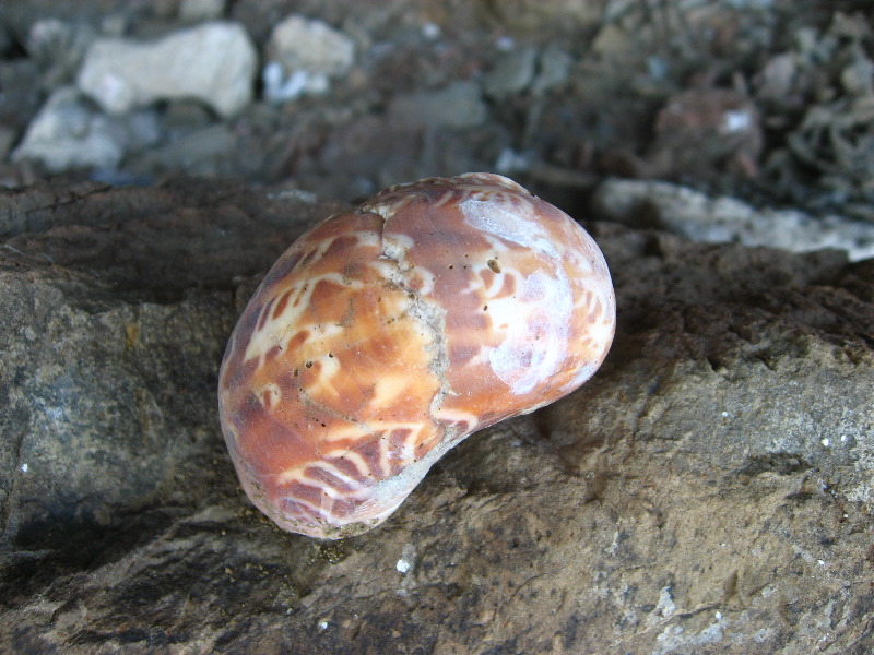 Amunuca-Resort-Tokoriki-Island-Mamanuca-Group-Fiji-261