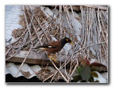 Amunuca-Resort-Tokoriki-Island-Mamanuca-Group-Fiji-066