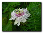 Amunuca-Resort-Tokoriki-Island-Mamanuca-Group-Fiji-094