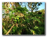 Amunuca-Resort-Tokoriki-Island-Mamanuca-Group-Fiji-161