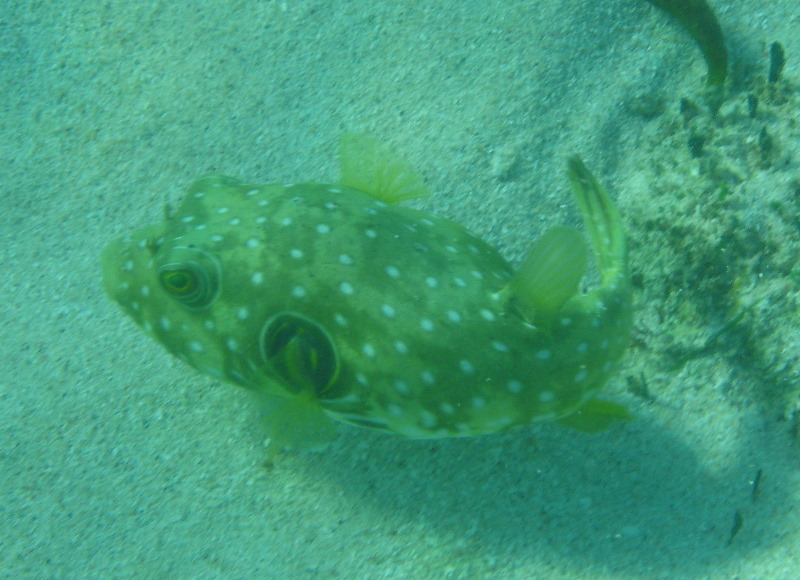 Fiji-Snorkeling-Underwater-Pictures-Amunuca-Resort-008