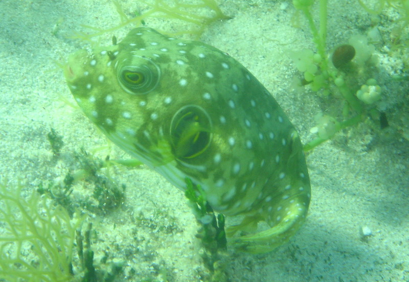 Fiji-Snorkeling-Underwater-Pictures-Amunuca-Resort-009