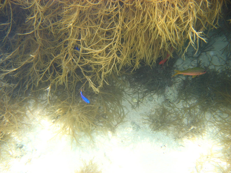 Fiji-Snorkeling-Underwater-Pictures-Amunuca-Resort-010