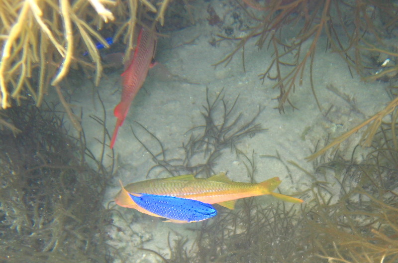 Fiji-Snorkeling-Underwater-Pictures-Amunuca-Resort-011