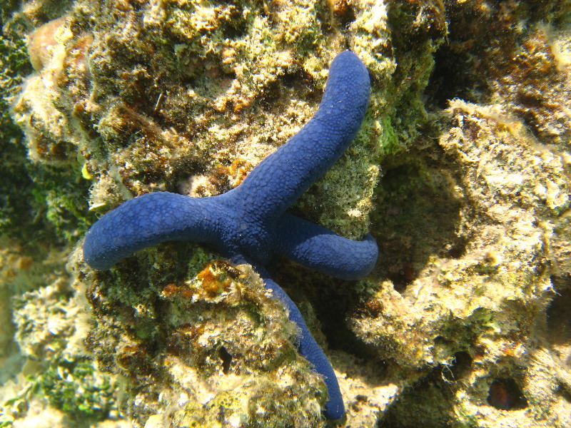 Fiji-Snorkeling-Underwater-Pictures-Amunuca-Resort-012