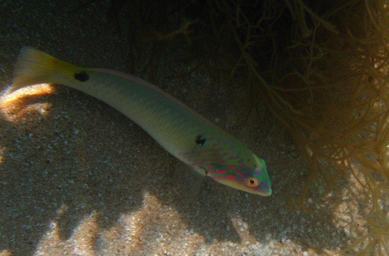 Fiji-Snorkeling-Underwater-Pictures-Amunuca-Resort-013