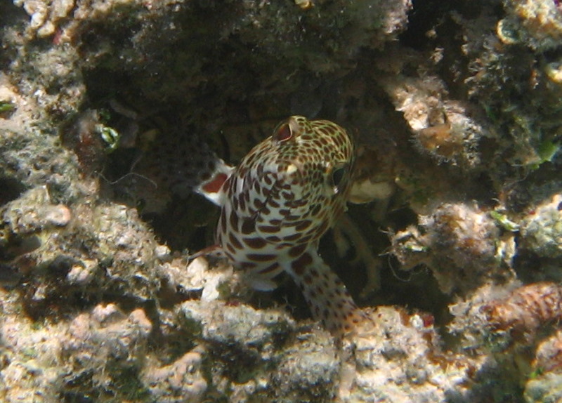 Fiji-Snorkeling-Underwater-Pictures-Amunuca-Resort-014