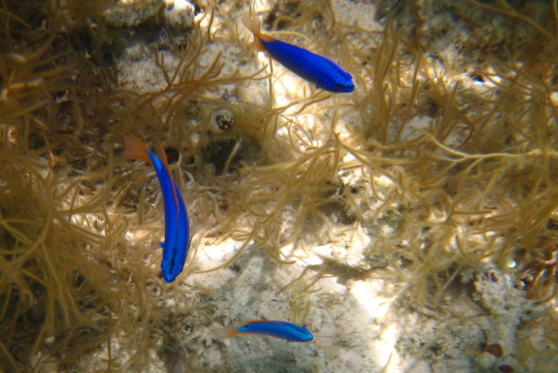 Fiji-Snorkeling-Underwater-Pictures-Amunuca-Resort-015