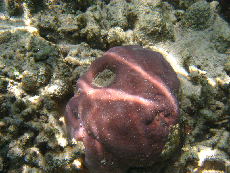 Fiji-Snorkeling-Underwater-Pictures-Amunuca-Resort-016