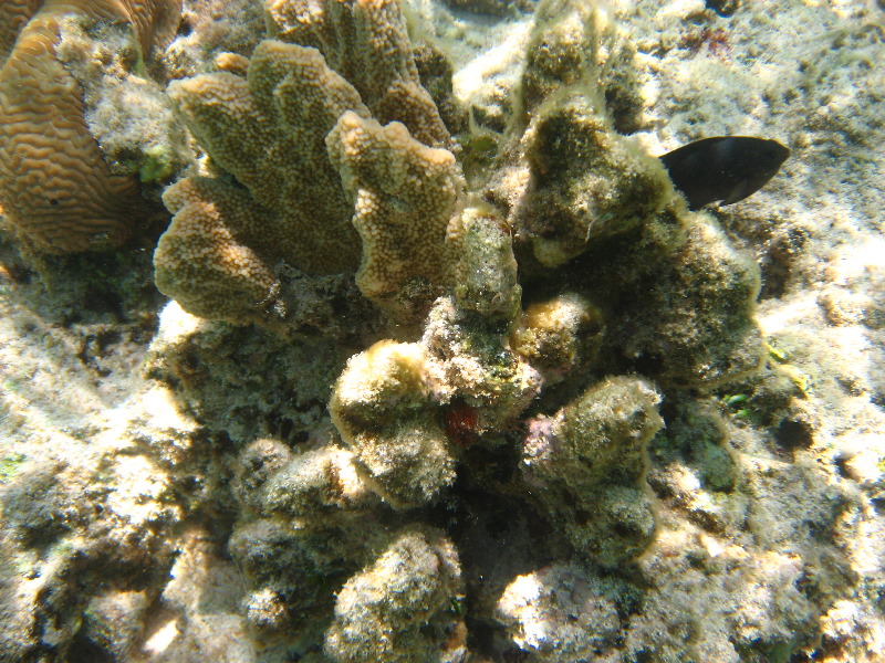 Fiji-Snorkeling-Underwater-Pictures-Amunuca-Resort-017