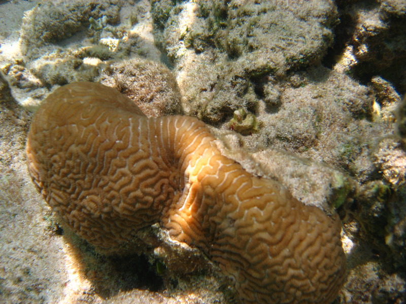 Fiji-Snorkeling-Underwater-Pictures-Amunuca-Resort-018