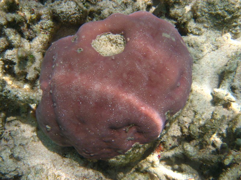Fiji-Snorkeling-Underwater-Pictures-Amunuca-Resort-019