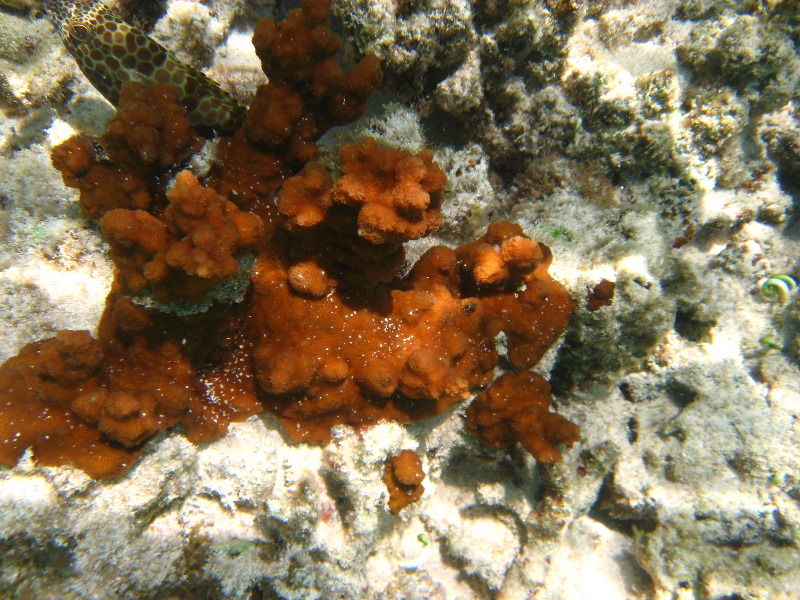 Fiji-Snorkeling-Underwater-Pictures-Amunuca-Resort-020