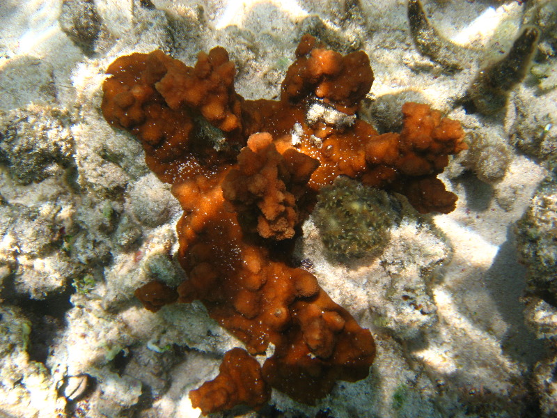 Fiji-Snorkeling-Underwater-Pictures-Amunuca-Resort-021