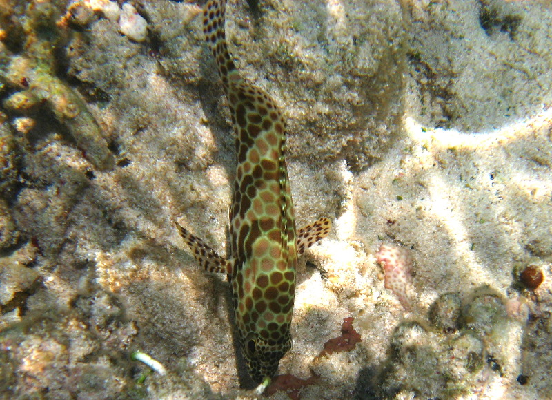 Fiji-Snorkeling-Underwater-Pictures-Amunuca-Resort-022