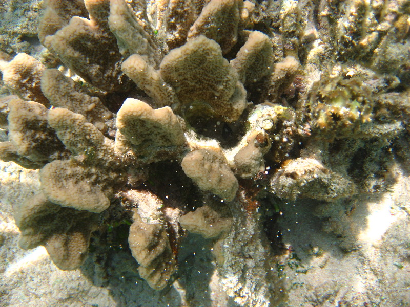 Fiji-Snorkeling-Underwater-Pictures-Amunuca-Resort-023