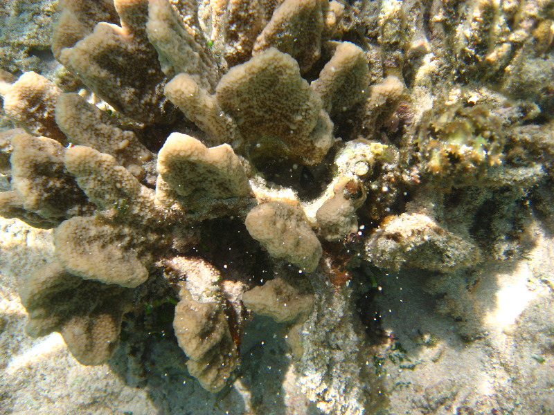 Fiji-Snorkeling-Underwater-Pictures-Amunuca-Resort-023