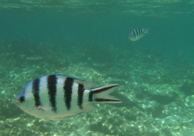 Fiji-Snorkeling-Underwater-Pictures-Amunuca-Resort-024