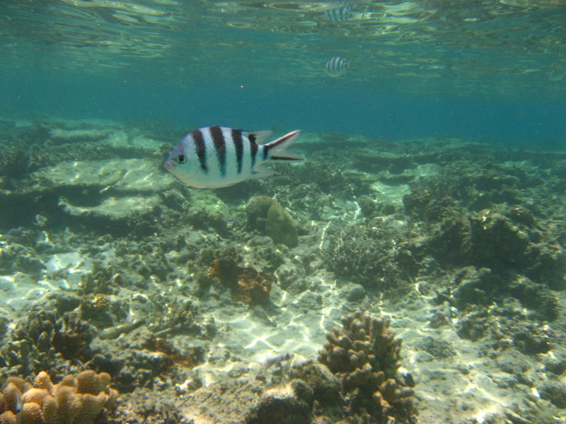 Fiji-Snorkeling-Underwater-Pictures-Amunuca-Resort-025