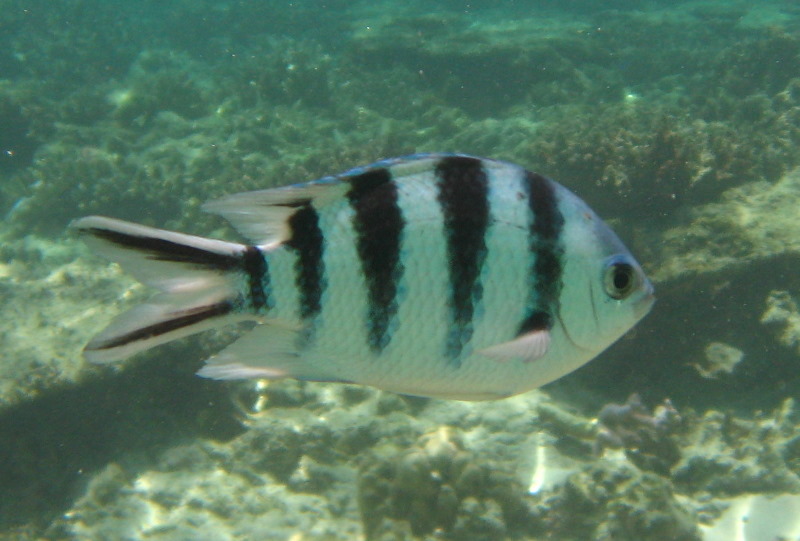 Fiji-Snorkeling-Underwater-Pictures-Amunuca-Resort-026