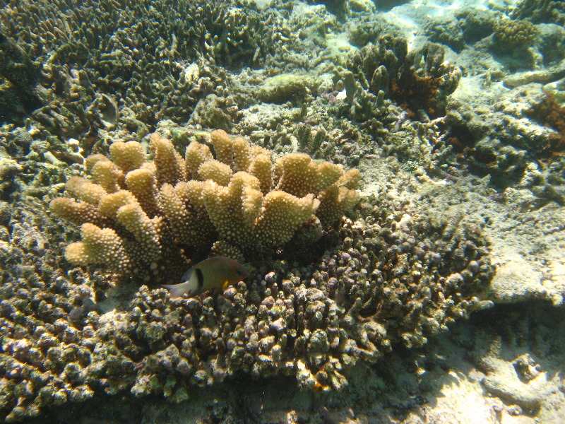 Fiji-Snorkeling-Underwater-Pictures-Amunuca-Resort-027