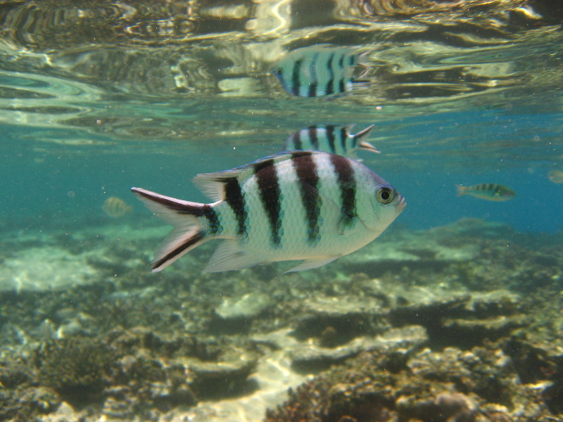 Fiji-Snorkeling-Underwater-Pictures-Amunuca-Resort-029