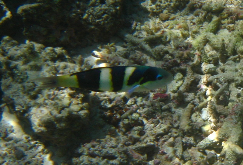 Fiji-Snorkeling-Underwater-Pictures-Amunuca-Resort-030