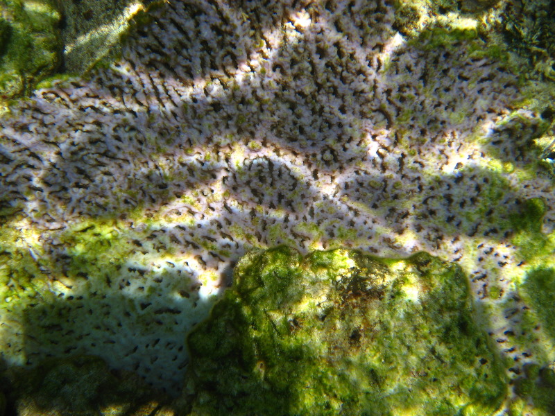 Fiji-Snorkeling-Underwater-Pictures-Amunuca-Resort-032