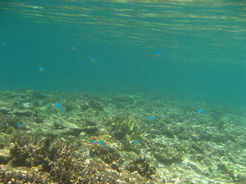 Fiji-Snorkeling-Underwater-Pictures-Amunuca-Resort-034