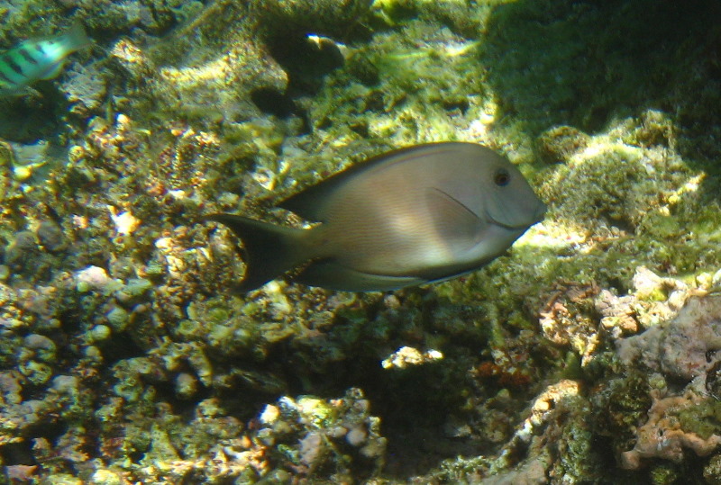 Fiji-Snorkeling-Underwater-Pictures-Amunuca-Resort-035