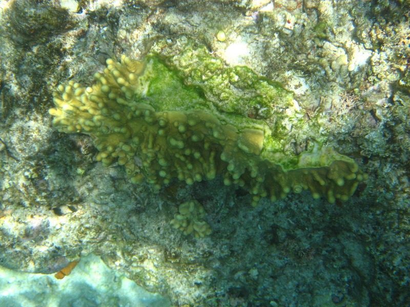 Fiji-Snorkeling-Underwater-Pictures-Amunuca-Resort-037