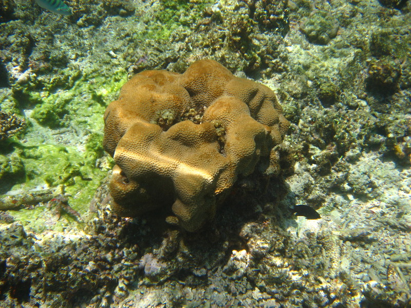 Fiji-Snorkeling-Underwater-Pictures-Amunuca-Resort-040