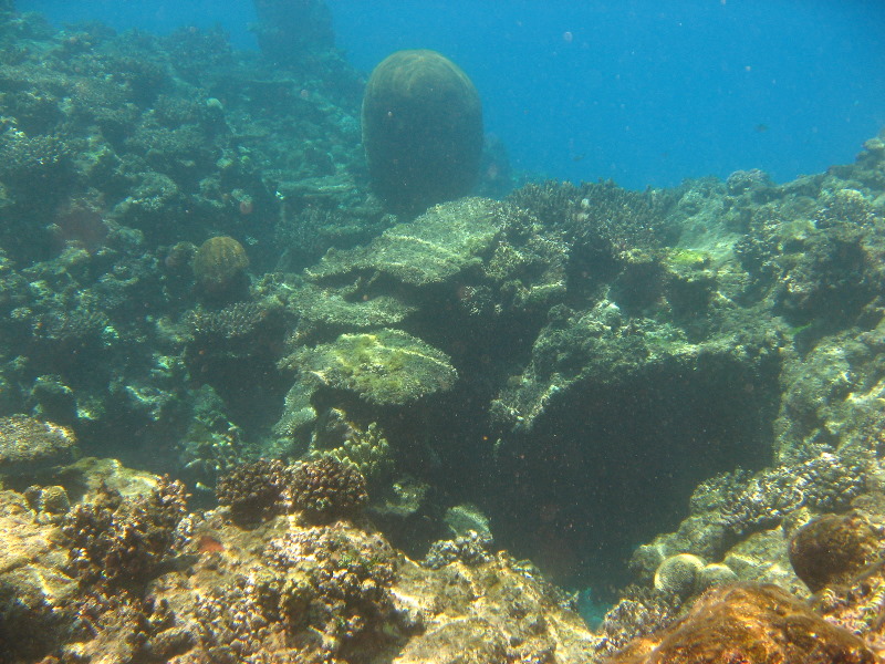 Fiji-Snorkeling-Underwater-Pictures-Amunuca-Resort-041