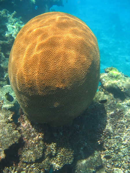 Fiji-Snorkeling-Underwater-Pictures-Amunuca-Resort-046