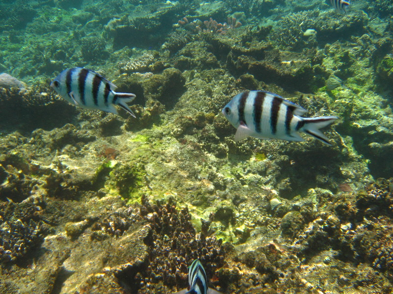 Fiji-Snorkeling-Underwater-Pictures-Amunuca-Resort-047