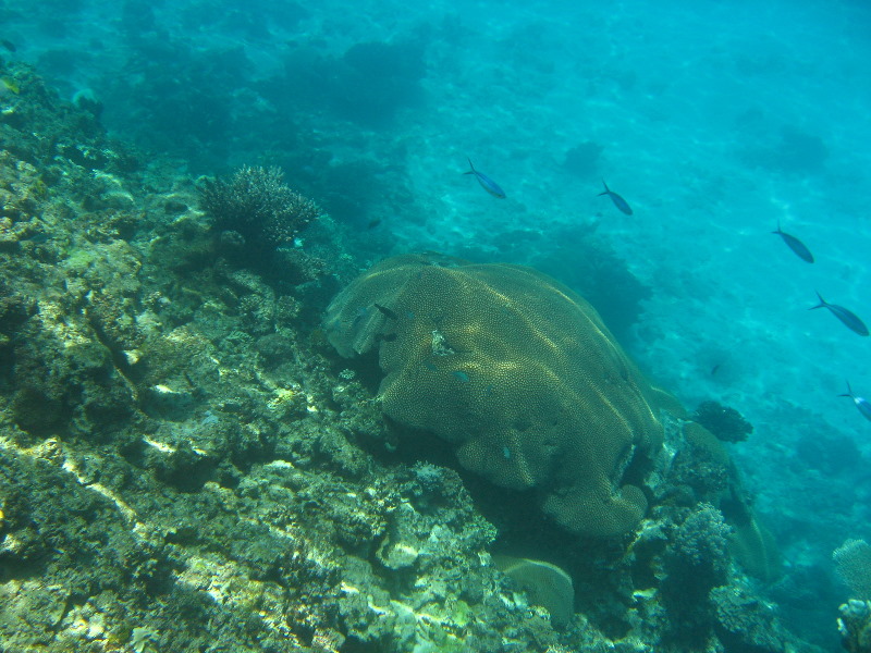 Fiji-Snorkeling-Underwater-Pictures-Amunuca-Resort-048