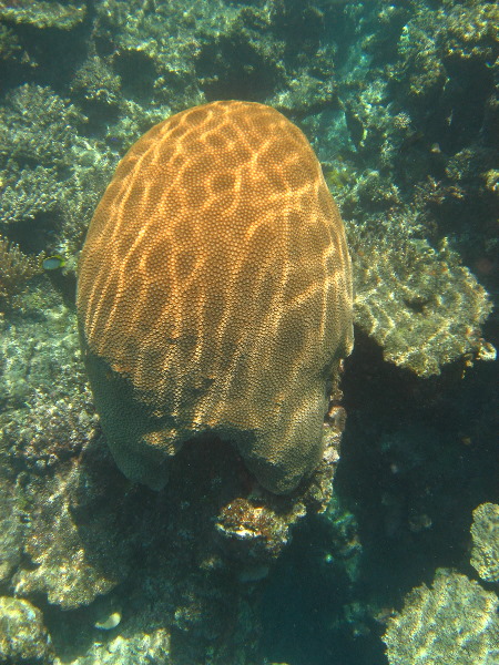 Fiji-Snorkeling-Underwater-Pictures-Amunuca-Resort-051