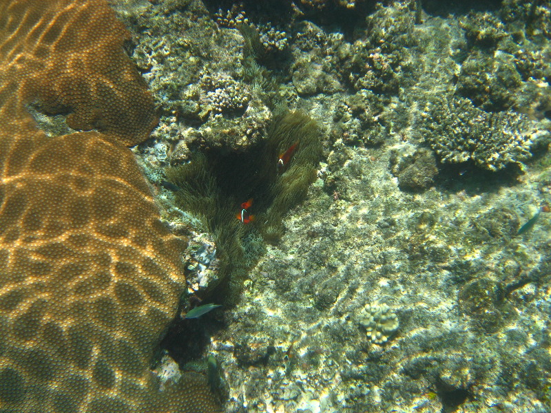 Fiji-Snorkeling-Underwater-Pictures-Amunuca-Resort-052
