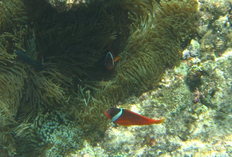 Fiji-Snorkeling-Underwater-Pictures-Amunuca-Resort-053